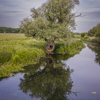 Buy canvas prints of Ancient Willow on the Ouse by Andy Shackell