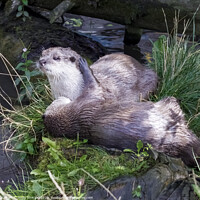 Buy canvas prints of Cuddling Otters by Andy Shackell