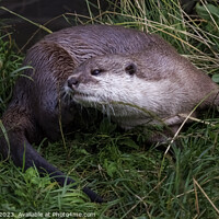 Buy canvas prints of Otter by Andy Shackell