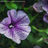 Buy canvas prints of A Close up of a colorful flower. by Hörður Vilhjálmsson