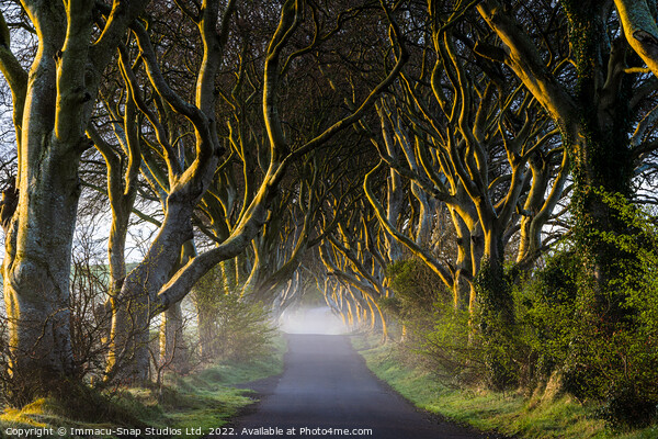 The Dark Hedges at Dawn Picture Board by Storyography Photography