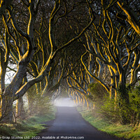 Buy canvas prints of The Dark Hedges at Dawn by Storyography Photography