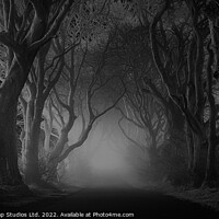 Buy canvas prints of The Dark Hedges at Night by Storyography Photography