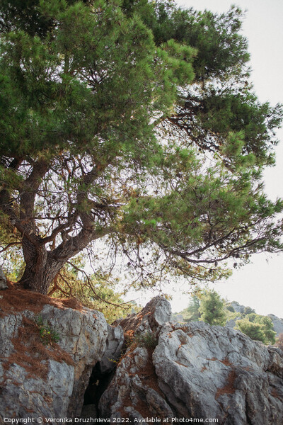 Plant tree. Loutra, Greece Picture Board by Veronika Druzhnieva