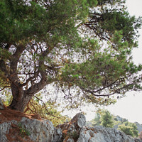 Buy canvas prints of Plant tree. Loutra, Greece by Veronika Druzhnieva