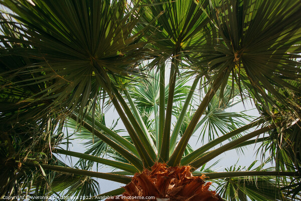 Palm leaves bottom view Picture Board by Veronika Druzhnieva