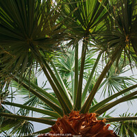 Buy canvas prints of Palm leaves bottom view by Veronika Druzhnieva