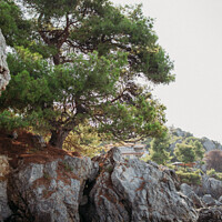 Buy canvas prints of Plant tree on the rock by Veronika Druzhnieva