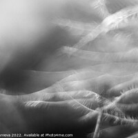 Buy canvas prints of Black and white feather macro by Veronika Druzhnieva