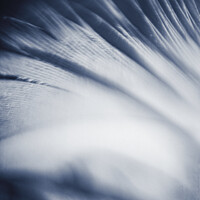 Buy canvas prints of Abstract feather macro in blue by Veronika Druzhnieva