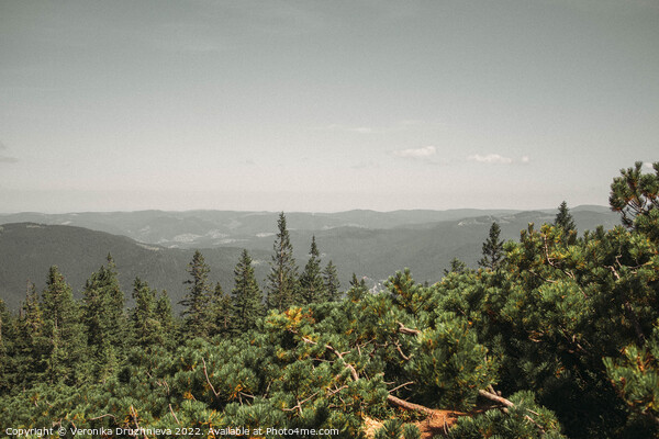 Outdoor Landscape from top of Mount Homyak, Carpathian, Ukraine Picture Board by Veronika Druzhnieva
