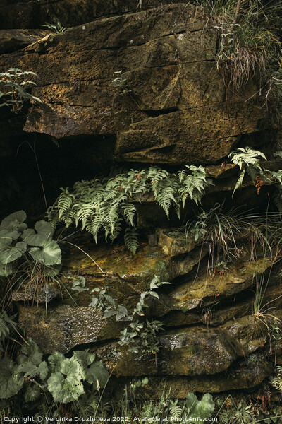 Outdoor stonerock with plants Picture Board by Veronika Druzhnieva