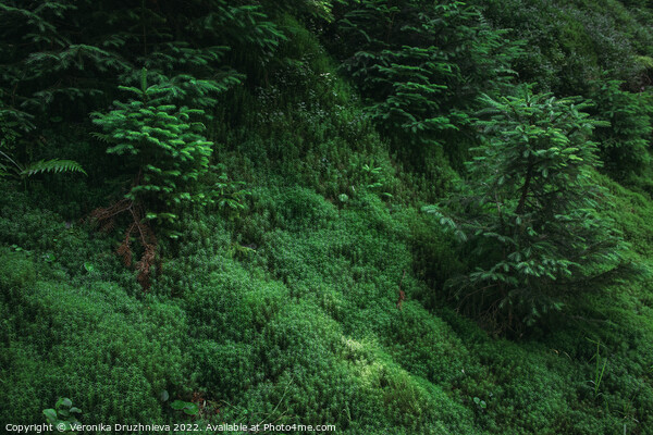 A close up of a lush green forest. Picture Board by Veronika Druzhnieva