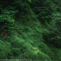 Buy canvas prints of A close up of a lush green forest. by Veronika Druzhnieva