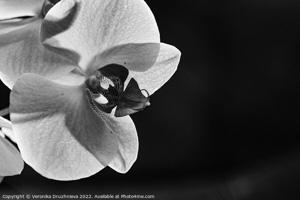 Black and white close up orchid Picture Board by Veronika Druzhnieva