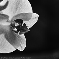 Buy canvas prints of Black and white close up orchid by Veronika Druzhnieva