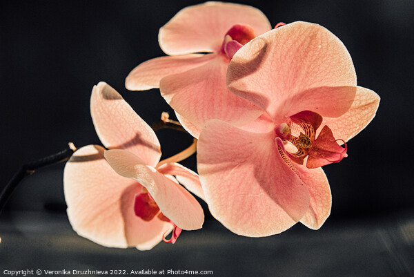 Thee orchid branch. Pink close up flower Picture Board by Veronika Druzhnieva