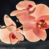 Buy canvas prints of Thee orchid branch. Pink close up flower by Veronika Druzhnieva