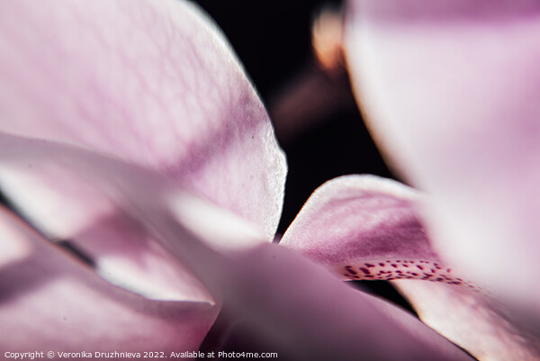 Plant flower. Flora macro orchid Picture Board by Veronika Druzhnieva