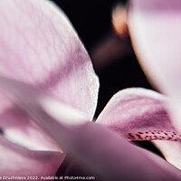 Buy canvas prints of Plant flower. Flora macro orchid by Veronika Druzhnieva