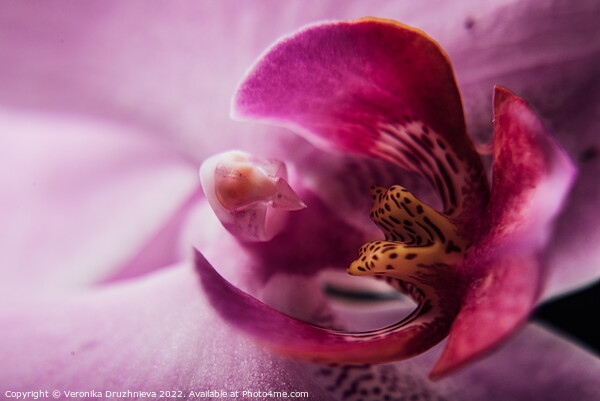 Plant flower. Flora macro petals Picture Board by Veronika Druzhnieva