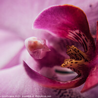 Buy canvas prints of Plant flower. Flora macro petals by Veronika Druzhnieva