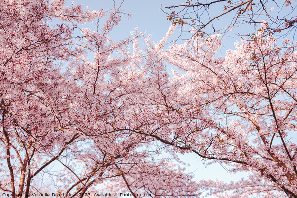 Pink Sakura Blossom in Bloesempark Picture Board by Veronika Druzhnieva