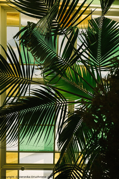Palm inside the old building Picture Board by Veronika Druzhnieva