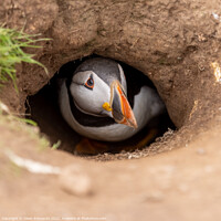 Buy canvas prints of Puffin down a burrow by Owen Edmonds