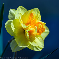 Buy canvas prints of Daffodil on Blue by Owen Edmonds
