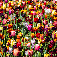 Buy canvas prints of Mixed Tulips by Owen Edmonds