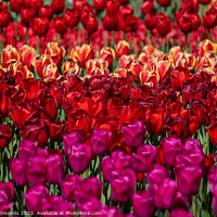 Buy canvas prints of Colourful Tulips by Owen Edmonds