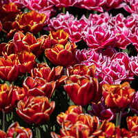 Buy canvas prints of Pink and Orange Tulips by Owen Edmonds