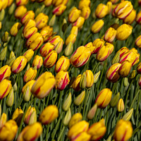 Buy canvas prints of Stunning Yellow and Red Tulips by Owen Edmonds