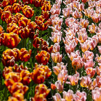 Buy canvas prints of Pink and Red Tulips by Owen Edmonds
