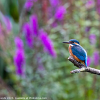 Buy canvas prints of Kingfisher on Perch by Owen Edmonds