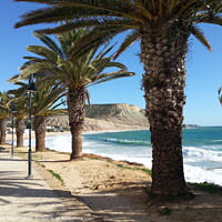 Buy canvas prints of Palm tree walkway along Praia de Luz in Algarve Portugal by Gary Wood