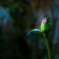 Buy canvas prints of A Morning Rose by Shaun Sharp