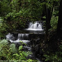 Buy canvas prints of A Rainforest Stream by Shaun Sharp