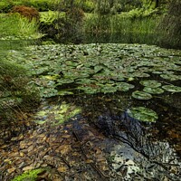 Buy canvas prints of Monet's Backyard by Shaun Sharp