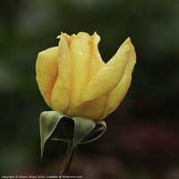 Buy canvas prints of A Rose in Yellow by Shaun Sharp