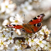 Buy canvas prints of Peacock Butterfly by Mark Weekes
