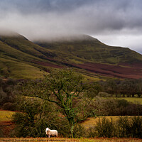 Buy canvas prints of Sheep under a tree. by Mark Weekes
