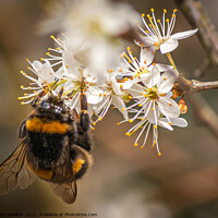 Buy canvas prints of Bumble Bee by Mark Weekes