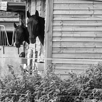 Buy canvas prints of Horses in a stable by Mark Weekes