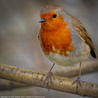 Buy canvas prints of Robin by Mark Weekes