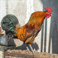 Buy canvas prints of Rooster crowing in a barnyard on an educational farm. by Christian Decout