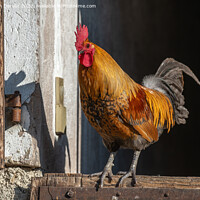 Buy canvas prints of Farmyard rooster perched on a gate in an educational farm. by Christian Decout