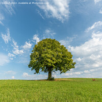 Buy canvas prints of Lone tree on a hill in the French countryside by Christian Decout