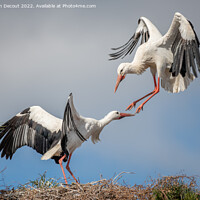 Buy canvas prints of Couple of white stork (ciconia ciconia) in courtship display. by Christian Decout